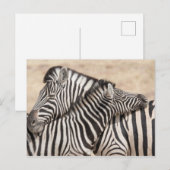 Burchell's Zebras Nick Postkarte (Vorne/Hinten)