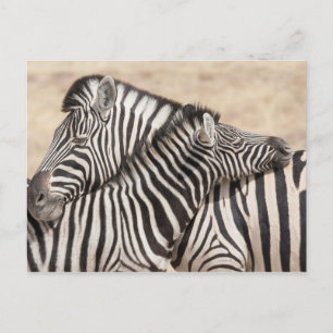 Burchell's Zebras Nick Postkarte