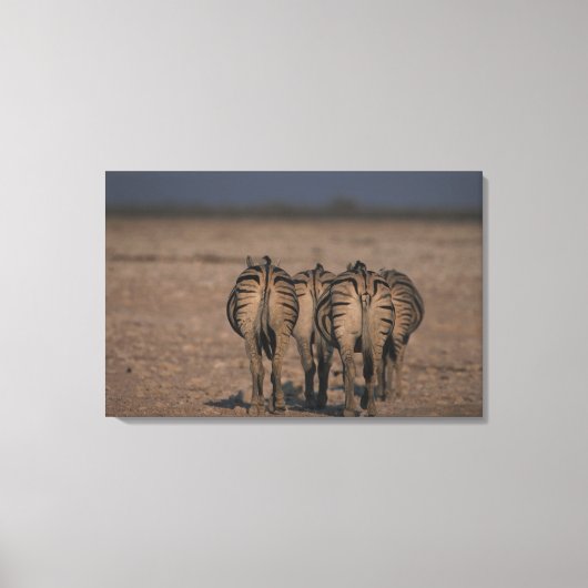 Burchell's Zebras Walking Leinwanddruck (Vorderseite)