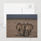 Burchell's Zebras Walking Postkarte (Vorne/Hinten)
