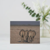 Burchell's Zebras Walking Postkarte (Stehend Vorderseite)