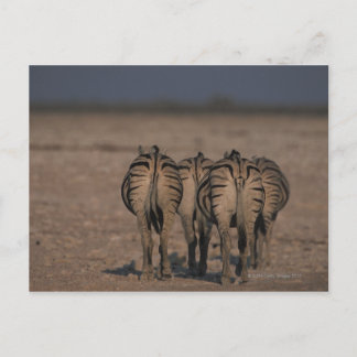 Burchell's Zebras Walking Postkarte