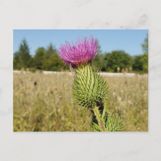 Burdock Thistle Postkarte (Vorderseite)