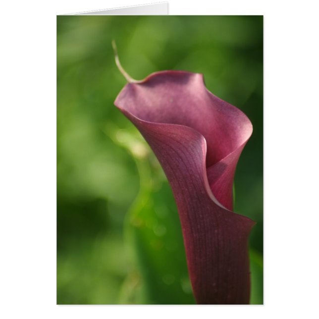 Burgandy Calla Lily (Vorne)