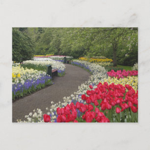 Bürgersteig durch Tulpen, Narzissen und Postkarte