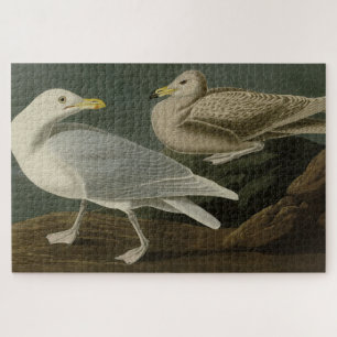 Burgomaster Gull - von Audubons Vögeln Amerikas Puzzle
