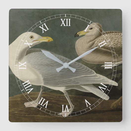 Burgomaster Gull - von Audubons Vögeln Amerikas Quadratische Wanduhr (Vorderseite)