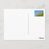 Burgruine Drachenfels, Bonn, Deutschland Postkarte (Rückseite)