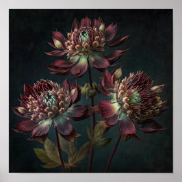 Burgund Astrantia Blume Art Print Poster