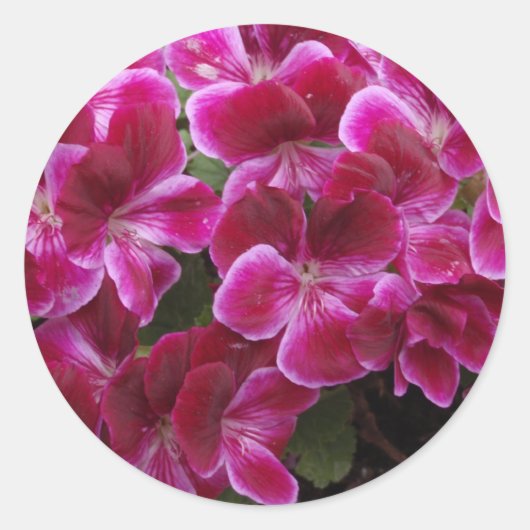 Burgund Geranium Runder Aufkleber (Vorderseite)
