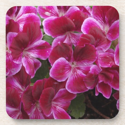 Burgund Geranium Untersetzer (Vorderseite)