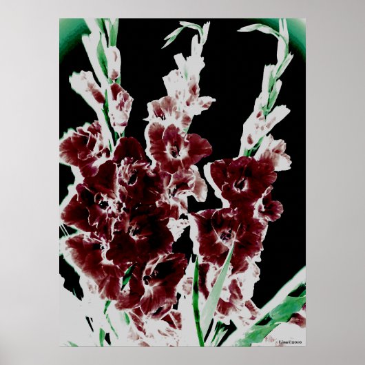 Burgund Gladiolas von Lina Poster (Vorne)