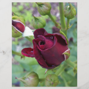 Burgund-Rose nach Regen