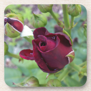 Burgund-Rose nach Regen Getränkeuntersetzer