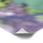 Burgund-Rose nach Regen Poster (Ecke)