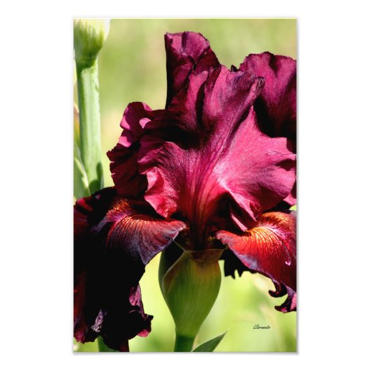 Burgund/Rot Iris Foto Art Foto (Vorne)