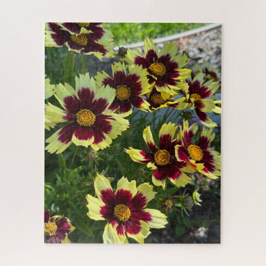 Burgund und Gelbe Coreopsis, San Mateo Puzzle (Vertikal)