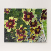 Burgund und Gelbe Coreopsis, San Mateo Puzzle (Horizontal)