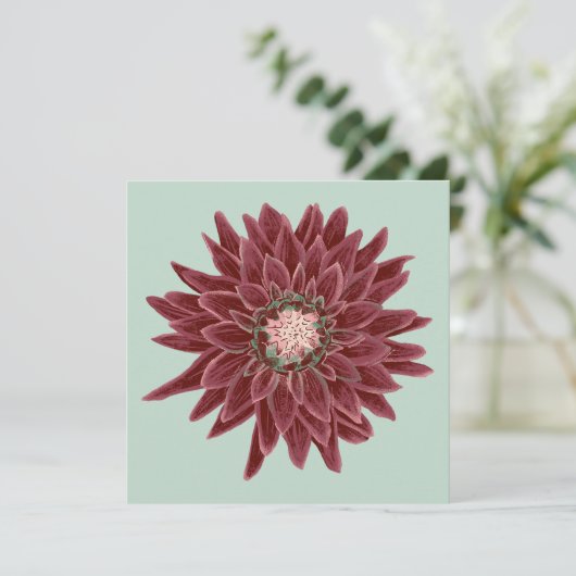 Burgunder-Dahlie (Stehend Vorderseite)