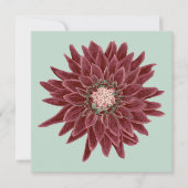 Burgunder-Dahlie (Vorderseite)