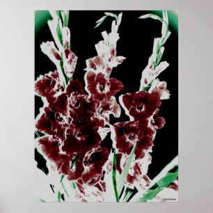 Burgunder Gladiolas durch Lina Poster