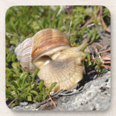 Burgunder Schnecke in den französischen Alpen Untersetzer (Vorderseite)
