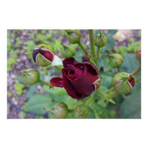 Burgunderrose nach Regen Poster