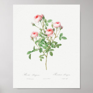 Burgunderrose Vintage Floral Rosa Poster