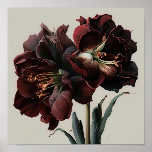 Burgundy Amaryllis Blume Art Print Poster (Vorne)
