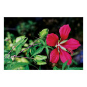 Burgundy Elegance: Nature's Love Song Poster (Vorderseite)