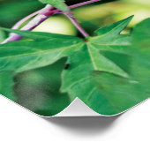 Burgundy Elegance: Nature's Love Song Poster (Ecke)