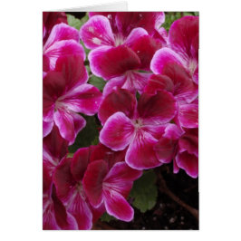 Burgundy Geranium