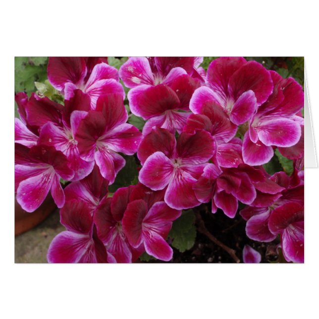 Burgundy Geranium (Vorderseite (Horizontal))