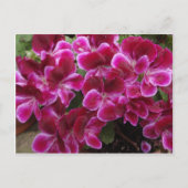 Burgundy Geranium Postkarte (Vorderseite)