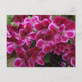Burgundy Geranium Postkarte