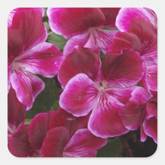 Burgundy Geranium Quadratischer Aufkleber (Vorderseite)