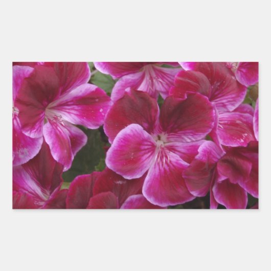 Burgundy Geranium Rechteckiger Aufkleber (Vorderseite)