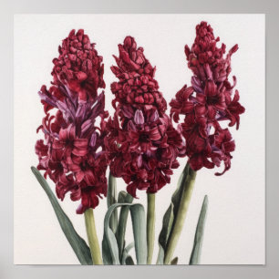 Burgundy Hyacinth Blume Art Print Poster
