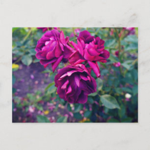 Burgundy Iceberg Rose #3 Postcard Postkarte