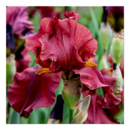 Burgundy Iris Blume Glossy Poster