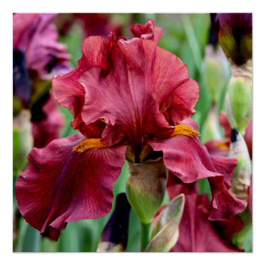 Burgundy Iris Blume Glossy Poster (Vorderseite)