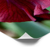 Burgundy Iris Blume Glossy Poster (Ecke)