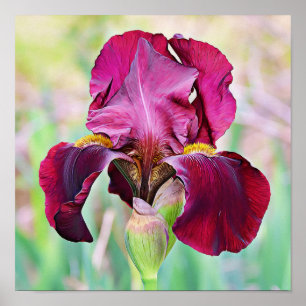 Burgundy Magenta Pink Iris Blume Poster