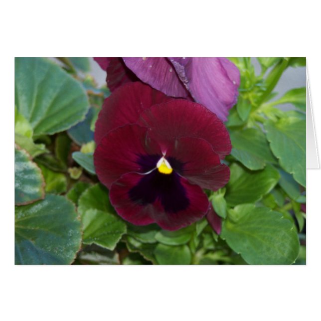 Burgundy Pansy (Vorderseite (Horizontal))