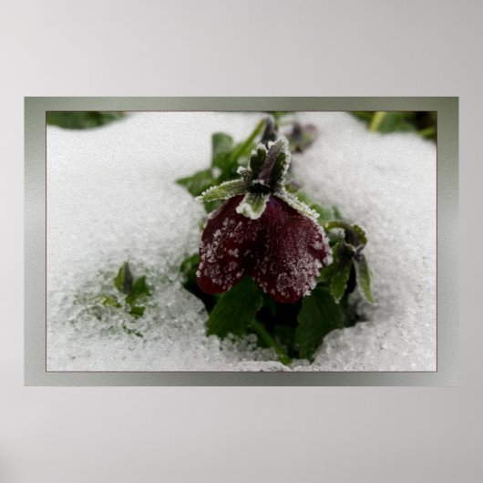 Burgundy-Pansy Poster (Vorne)