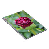 Burgundy Peony Bud Notizblock (Rechte Seite)