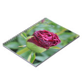 Burgundy Peony Bud Notizblock (Linke Seite)