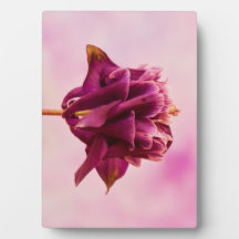 Burgundy Pink Columbine