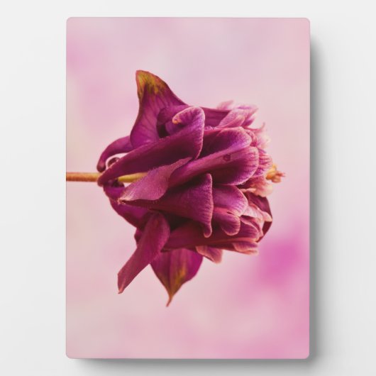 Burgundy Pink Columbine Fotoplatte (Vorderseite)