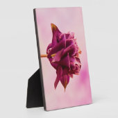 Burgundy Pink Columbine Fotoplatte (Seite)